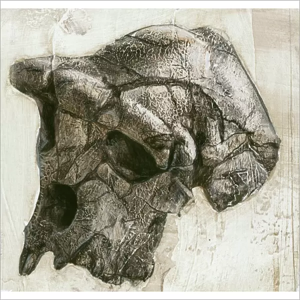 Sahelanthropus tchadensis skull