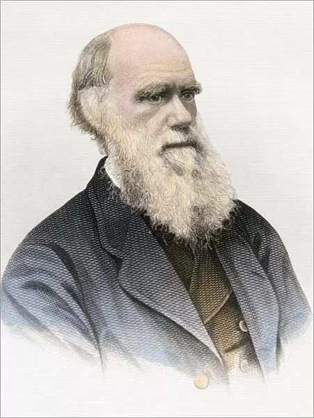 1871 Darwin water colour print USA
