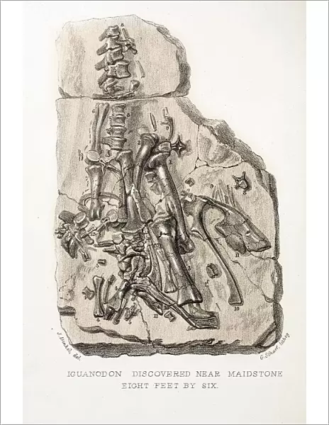 1838 Maidstone Iguanodon Mantell piece a