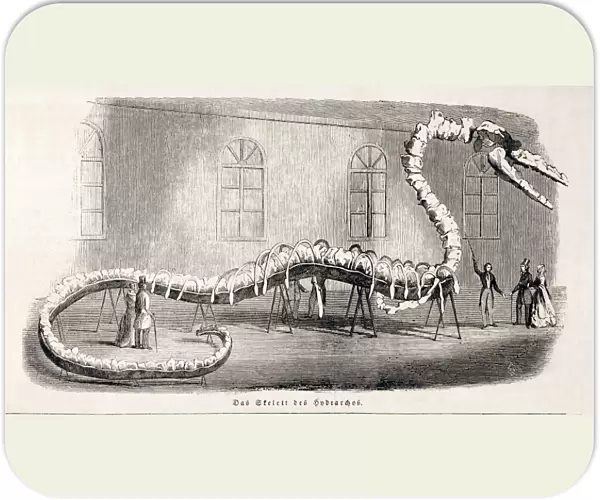 1846 Hydrarchos whale fake monster fossil