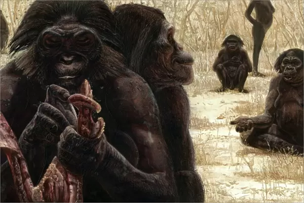 Australopithecus culture