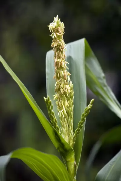 Maize flower