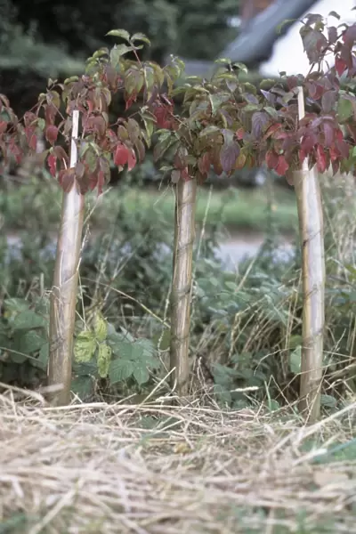 Hedgerow planting