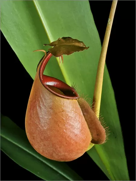 Fanged pitcher plant