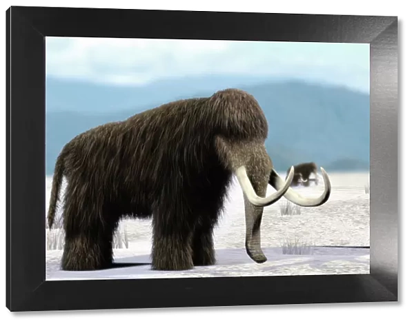 Mammoth. Artists impression of a herd of mammoths (Mammuthus sp.)