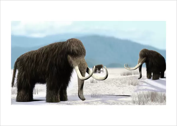 Mammoth. Artists impression of a herd of mammoths (Mammuthus sp.)