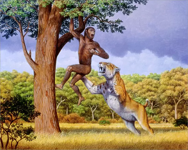 Scimitar cat attacking a hominid
