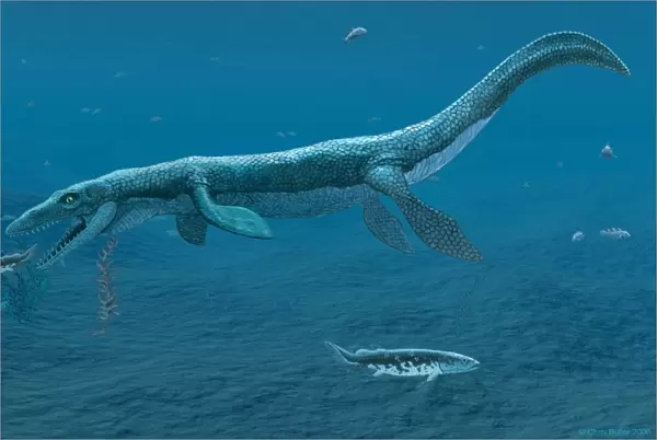 Mosasaurus marine reptile