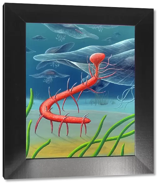 Cambrian invertebrate, artwork