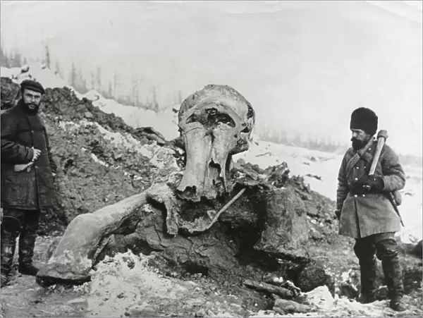 Fossil mammoth excavation