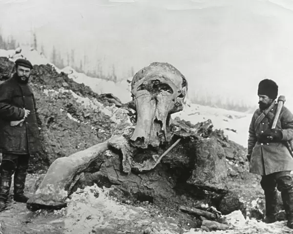 Fossil mammoth excavation
