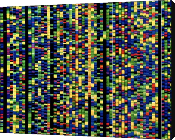 Computer screen showing a human genetic sequence