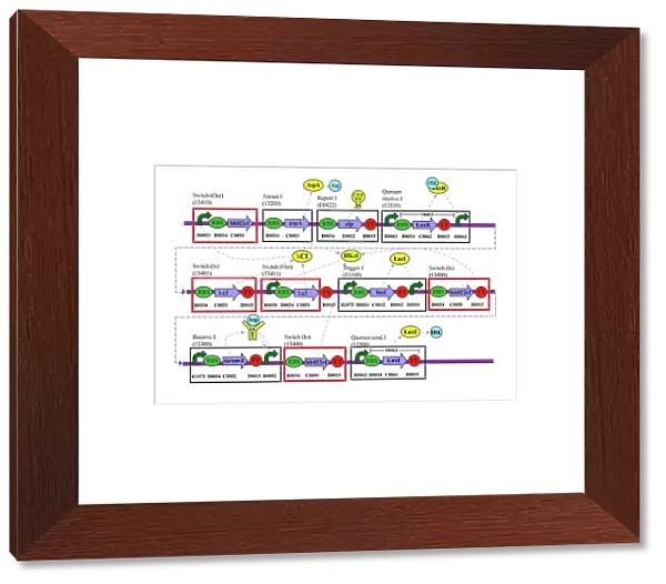 Genetic circuit diagram