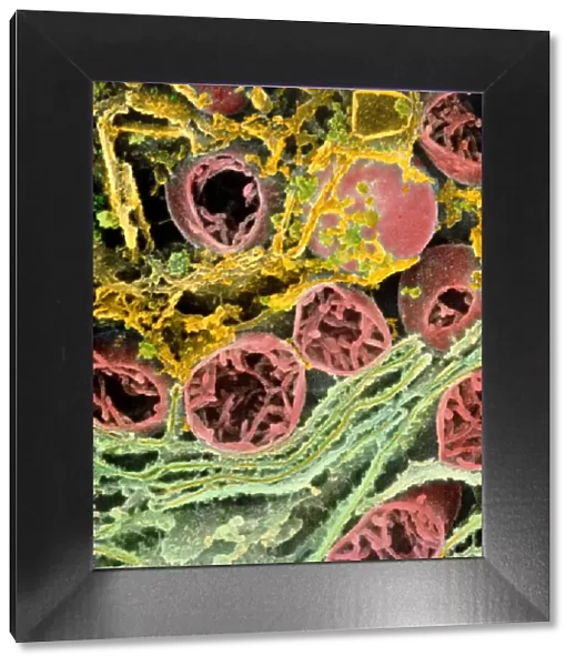 Coloured SEM of mitochondria & ER in a liver cell