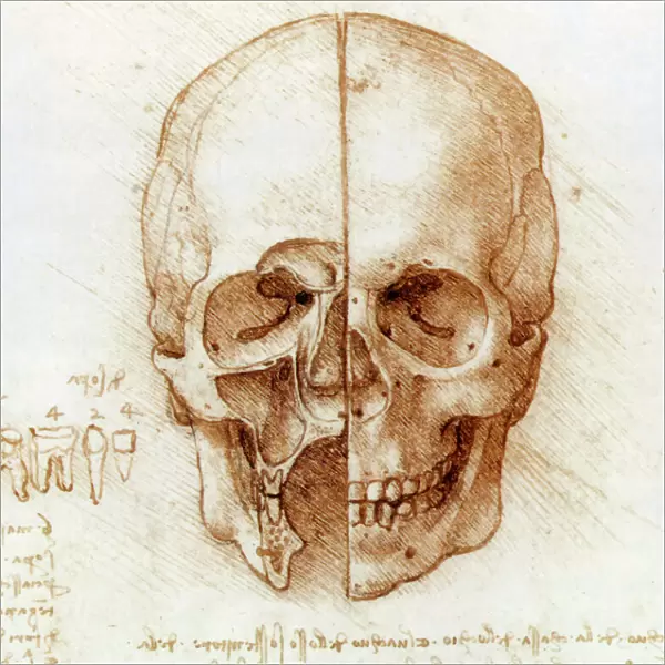 Skull anatomy by Leonardo da Vinci
