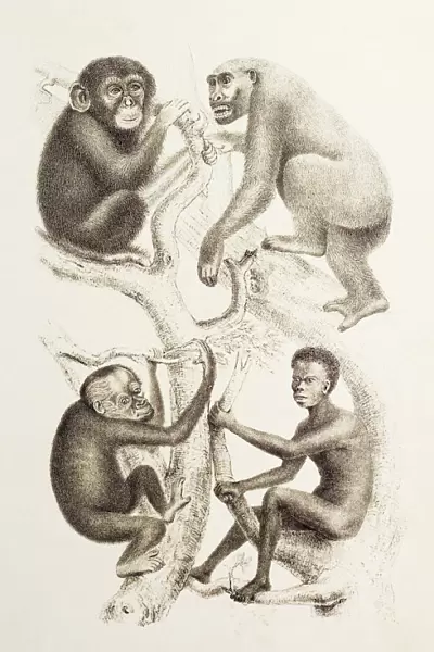 Artwork of four apes, 1874
