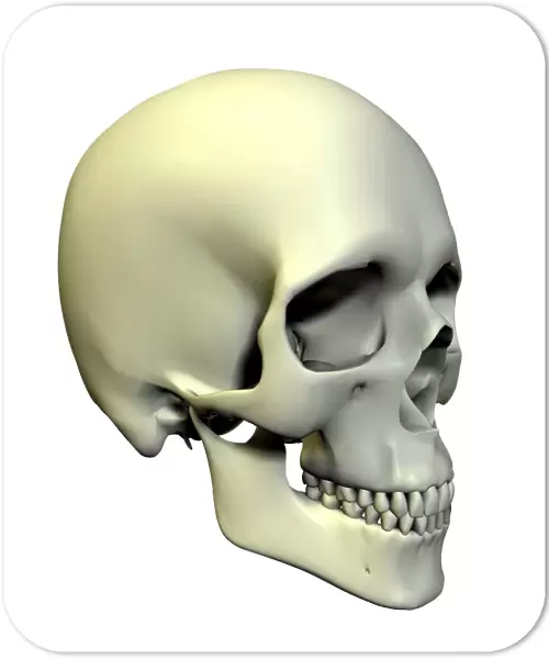 Skull. Computer artwork of an oblique view of a human skull