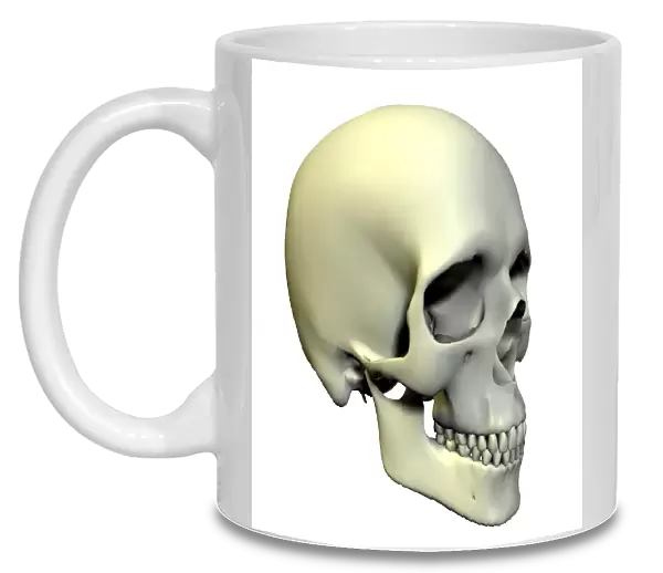 Skull. Computer artwork of an oblique view of a human skull
