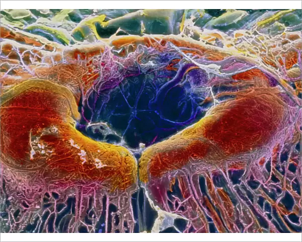 False-colour SEM of retina featuring central fovea