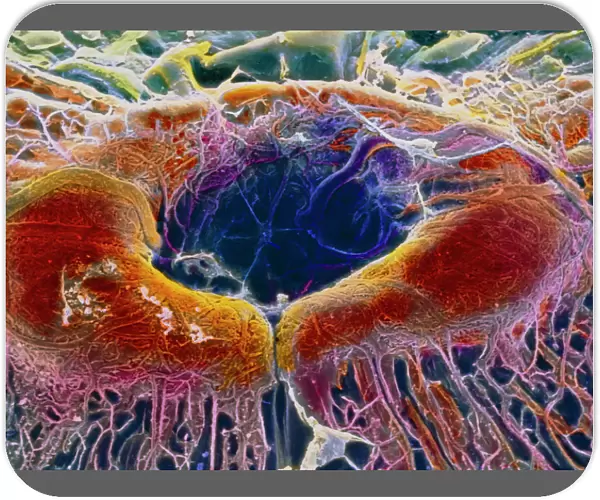 False-colour SEM of retina featuring central fovea