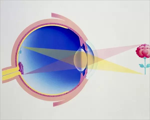 Artwork of eye in section demonstrating vision