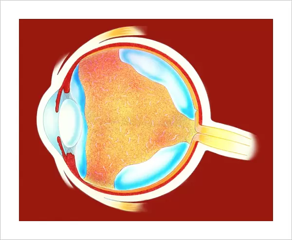 Human eye. Eye. Artwork of a section through a healthy human eyeball