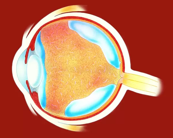 Human eye. Eye. Artwork of a section through a healthy human eyeball