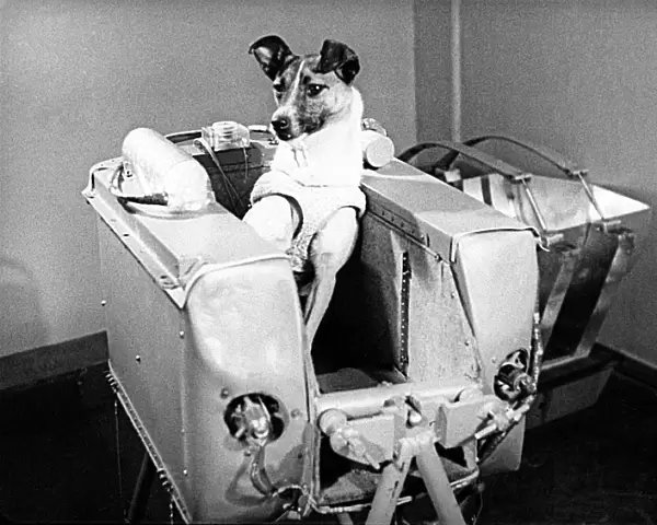 Laika the space dog
