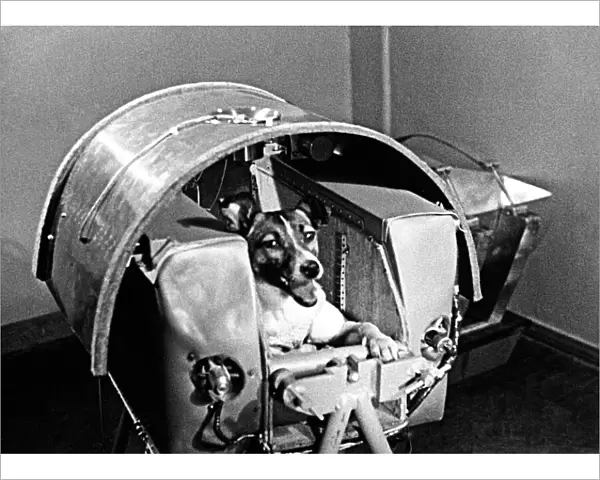 Laika the space dog