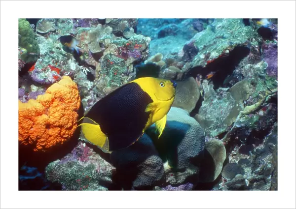 Rock beauty angelfish