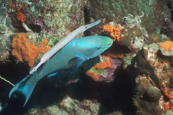Trumpetfish with a queen parrotfish
