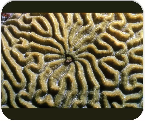 Roughhead blenny in a brain coral