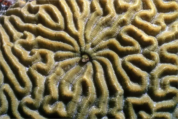 Roughhead blenny in a brain coral