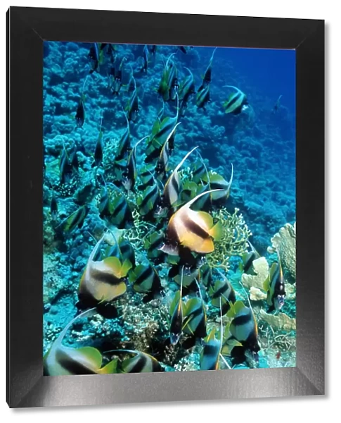 Red Sea bannerfish