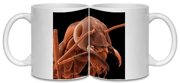 Red-barbed ant, SEM