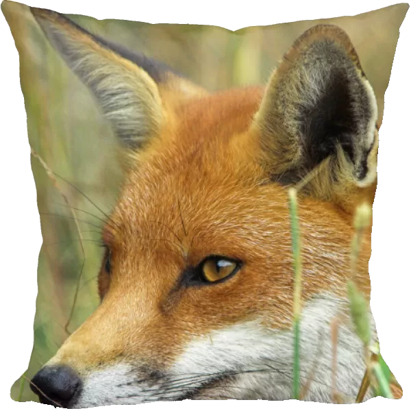 Red fox (Vulpes vulpes). Red foxes are found in North America, Eurasia