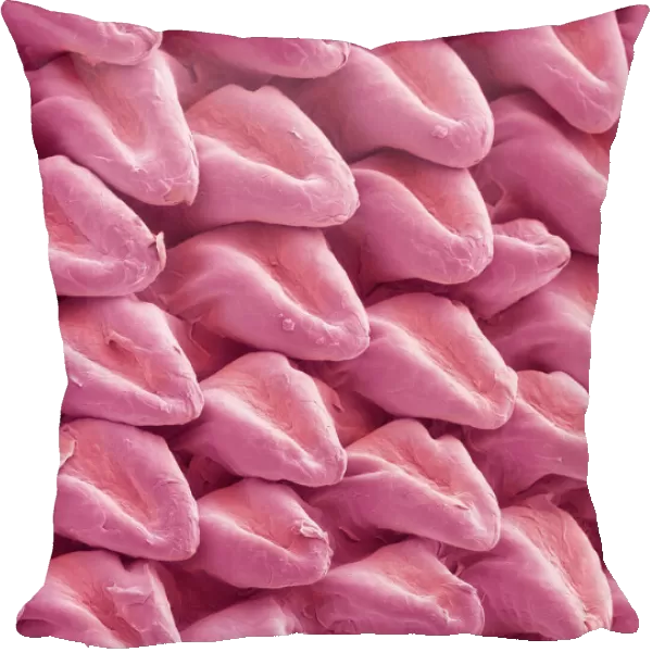 Cat tongue surface, SEM