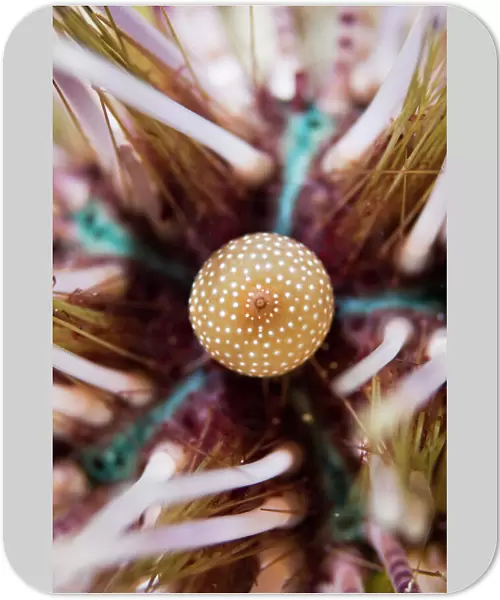 Anal sack of a double spined urchin