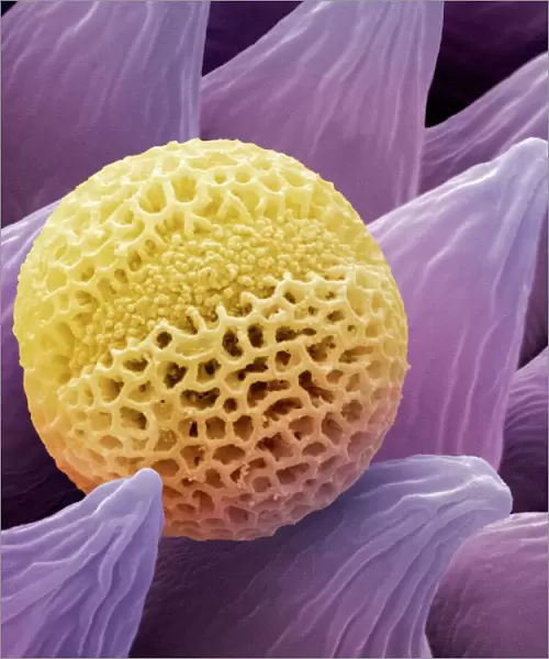 Lavender pollen grain, SEM
