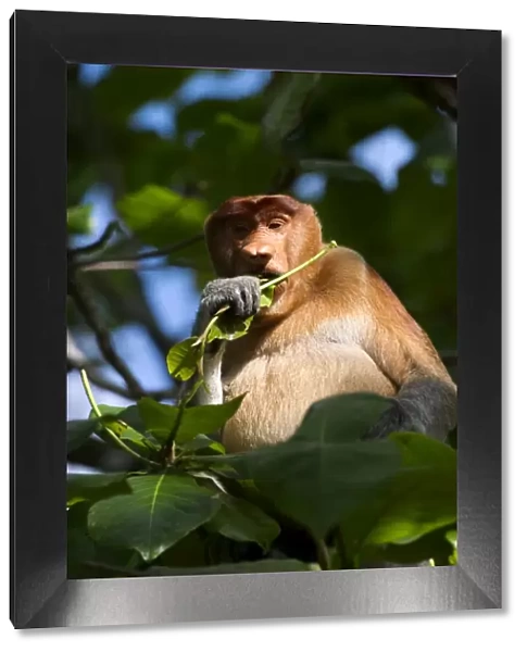Male proboscis monkey, Borneo C013  /  4790