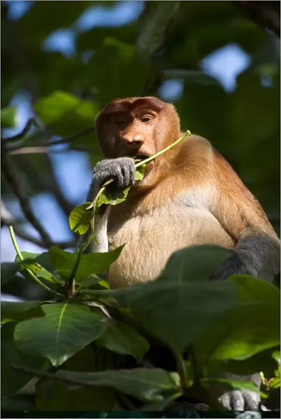 Male proboscis monkey, Borneo C013  /  4790