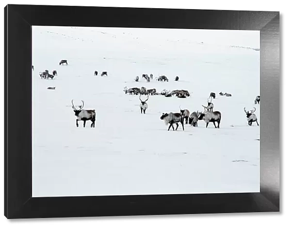 Reindeer herd C013  /  4885