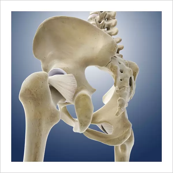 Hip ligaments, artwork C013  /  4434