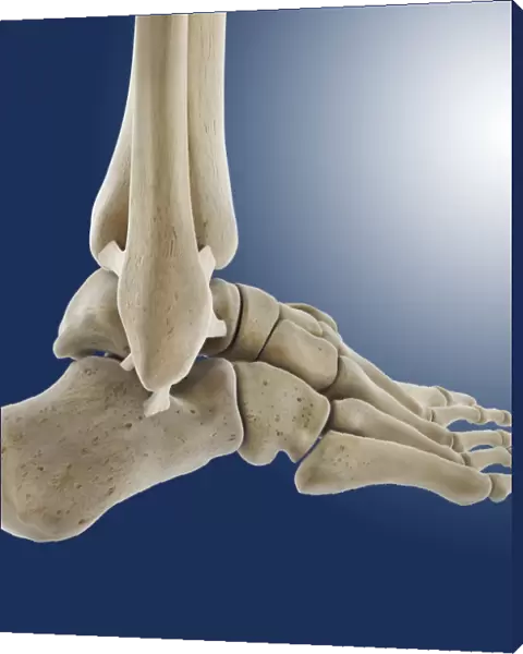 Outer ankle ligaments, artwork C013  /  4452
