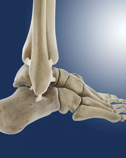 Outer ankle ligaments, artwork C013  /  4452