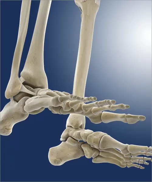 Outer ankle ligaments, artwork C013  /  4456