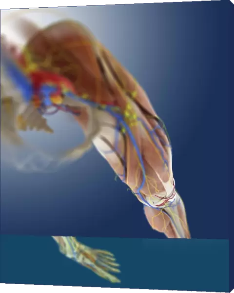 Leg anatomy, artwork C013  /  4494