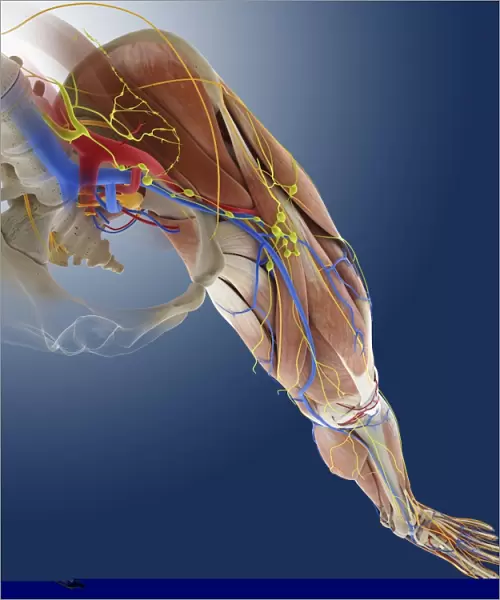 Leg anatomy, artwork C013  /  4493