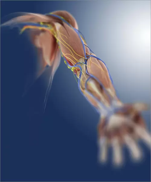 Arm anatomy, artwork C013  /  4583