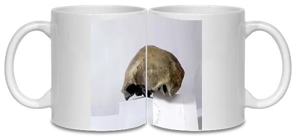 Homo erectus cranium C013  /  6552